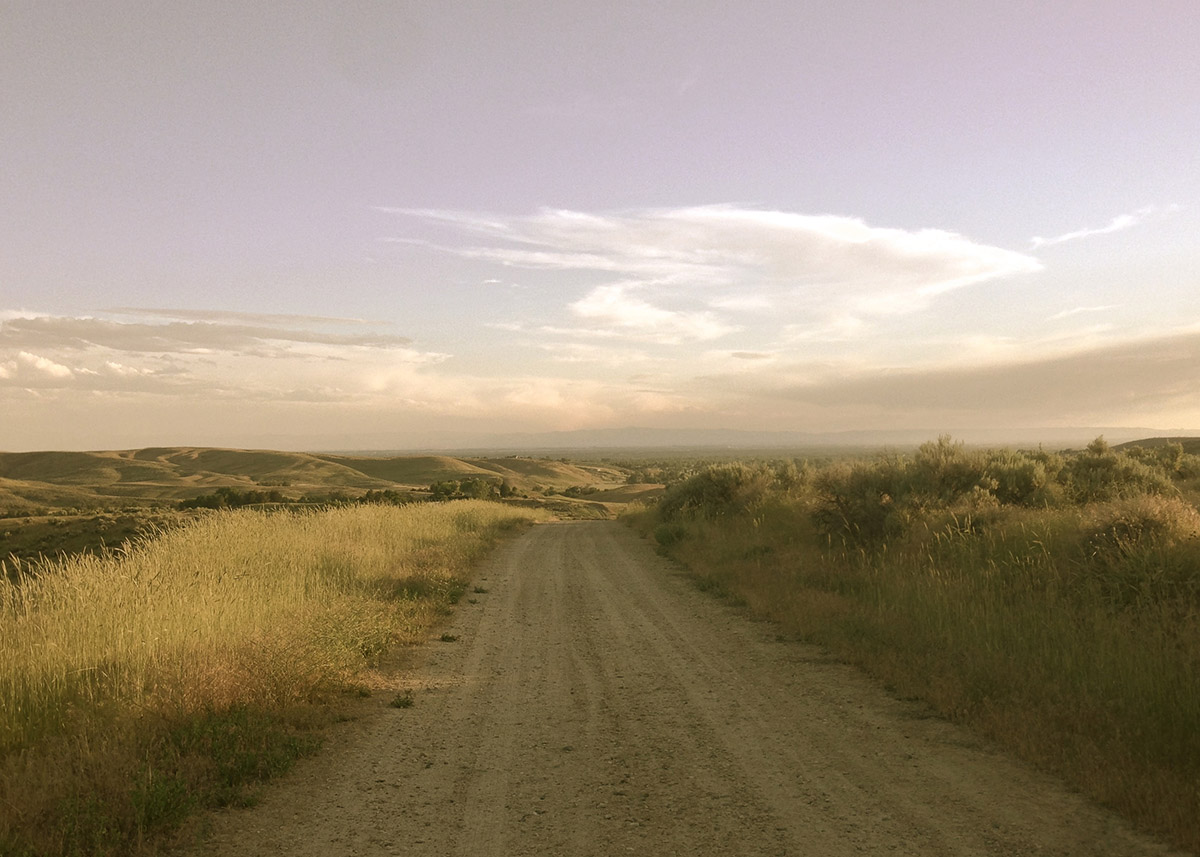 scrubby plants and a dirt road under a sunny sky