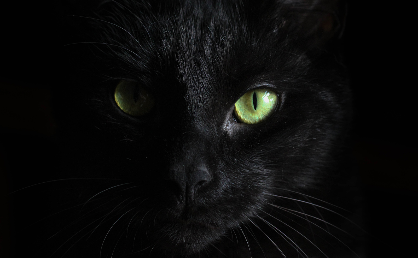 7 Eerie Audiobooks to Fill Your Ears with Spooky Halloween Fun