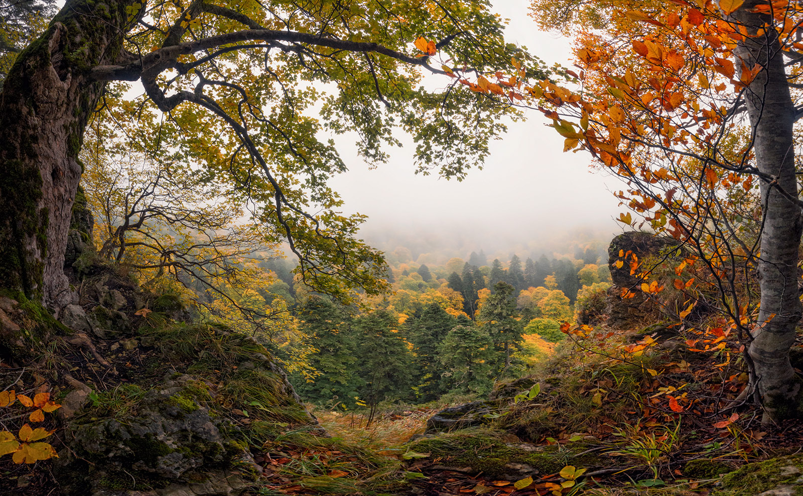 Pumpkin Cake Roll with Cream Cheese Filling Inspired by 'The Legend of Sleepy Hollow'