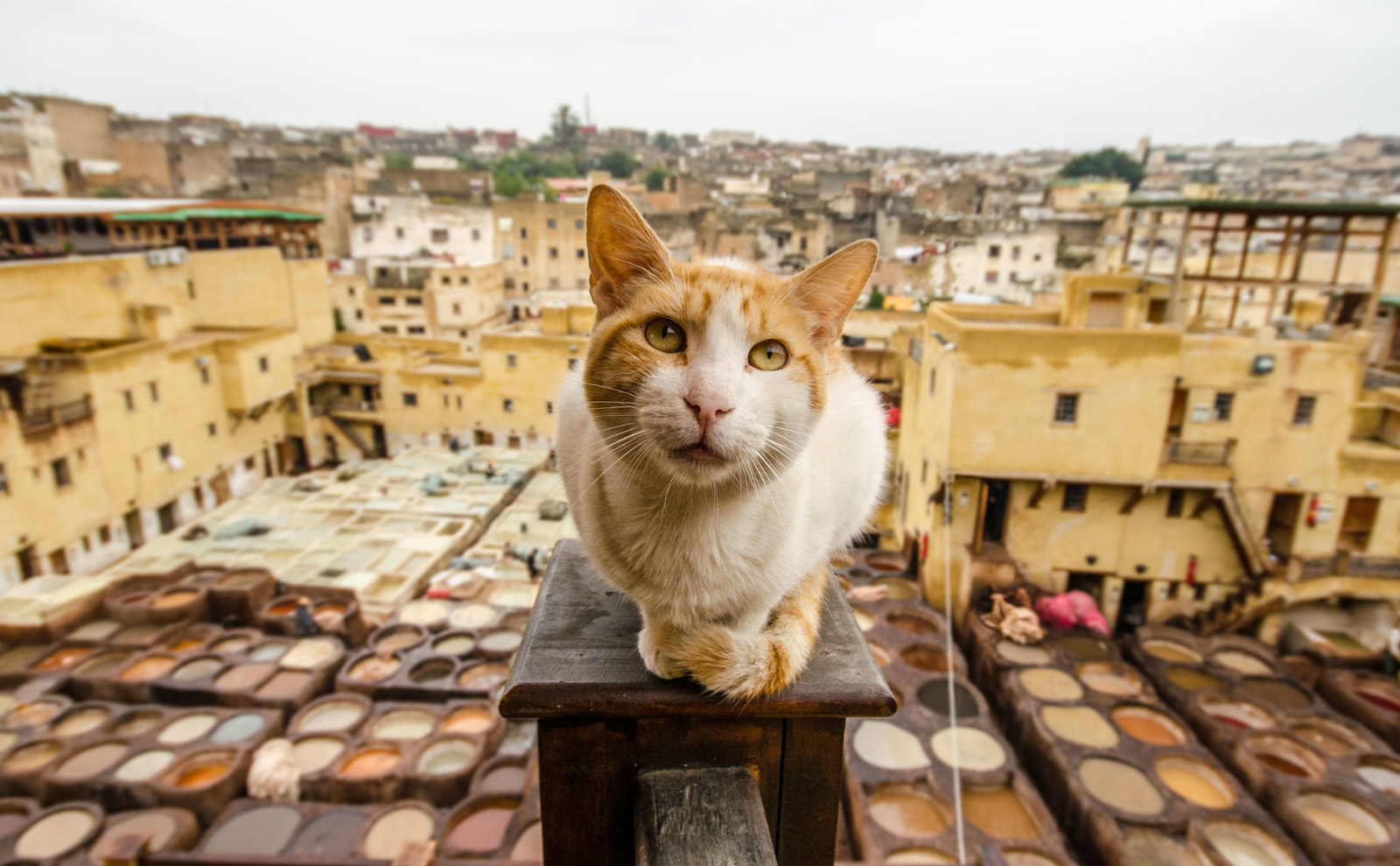 Everything You Need to Know About Morocco Leather and the Tanneries in Fez