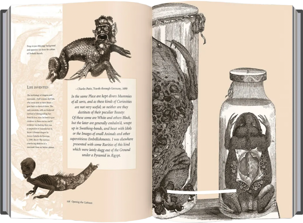 nature illustrations