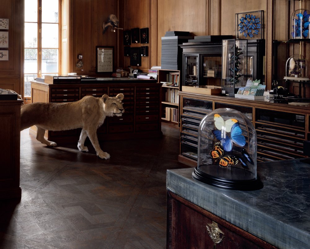 taxidermy tiger walking through a shop