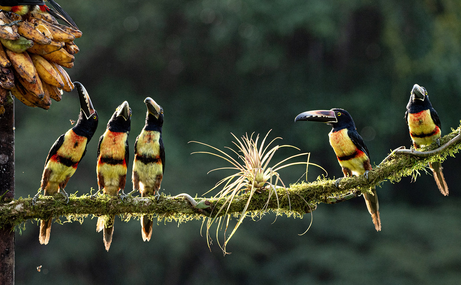 SSoP Podcast Season 5: Announcing 12 Exciting Destinations