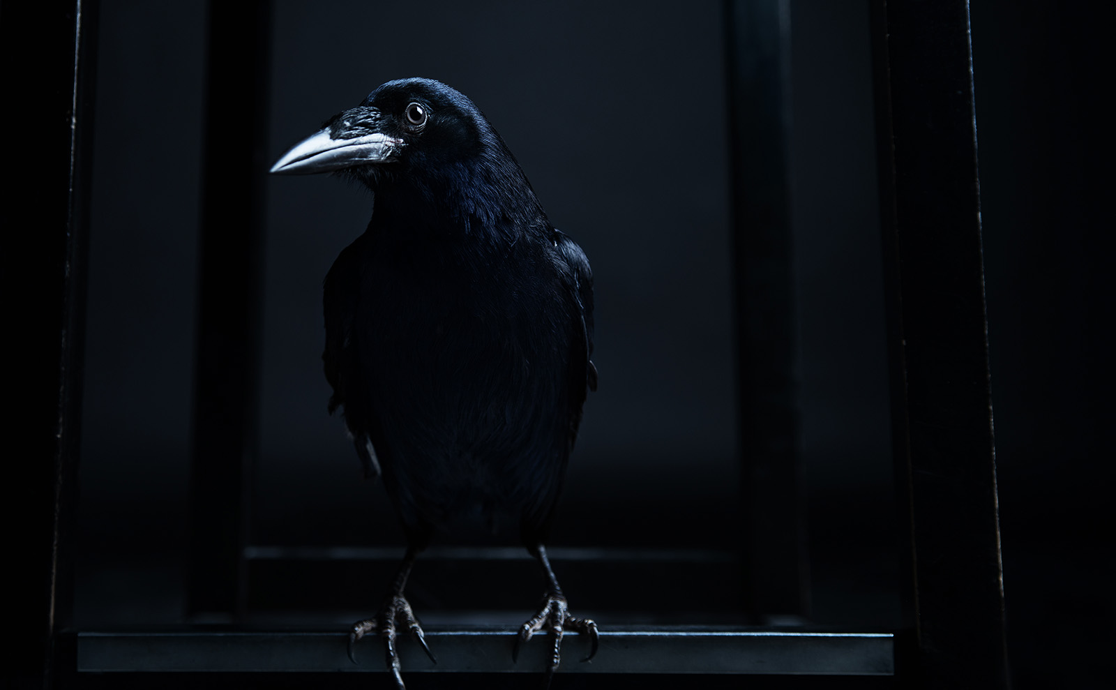 Edgar Allan Poe's 'The Raven' was Published Today in 1845