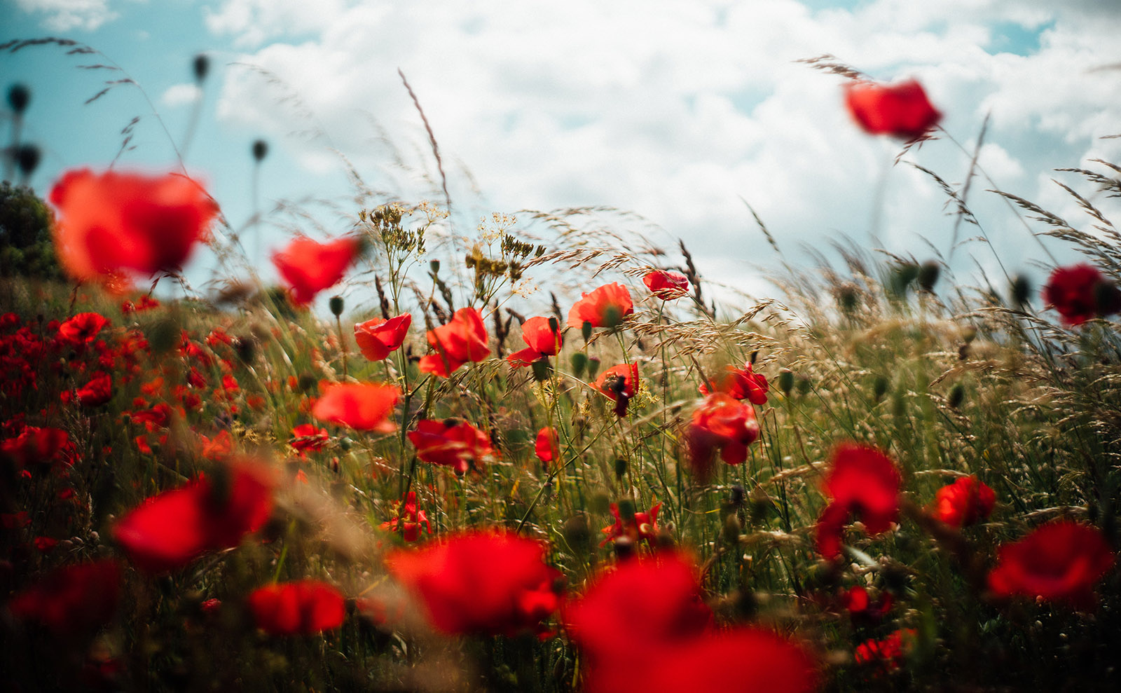 Celebrate Midsummer in Sweden and Get Caught Up in a Mystery With 'Black River'