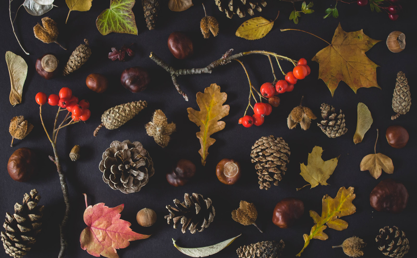 Two Dramatically and Delightfully Different Stories to Celebrate Thanksgiving