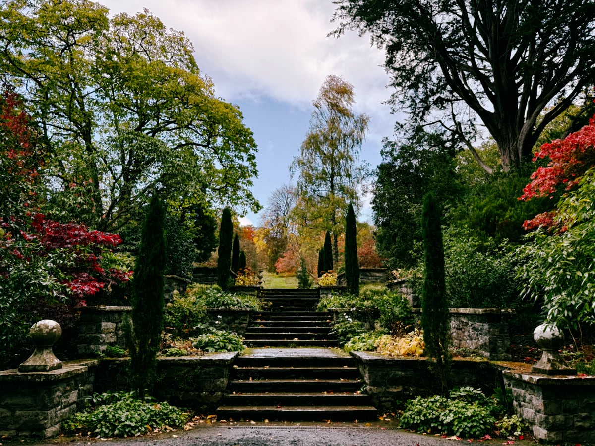 man and woman standing in front of a red tree